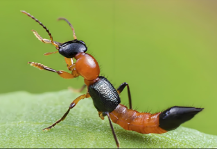 隱翅蟲高發(fā)季節(jié)、入侵原因及危害防治